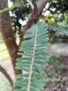 Amla Tree Leaf closeup shot