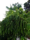 Amla tree stock images