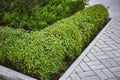 Buxus sempervirens bushes and brick path with border