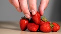 Male hand takes one ripe fresh strawberry from a lot of freshly picked red juicy berry strawberries with green leaves. Royalty Free Stock Photo