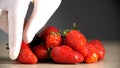 Hand in a white medical glove neatly stacks one ripe fresh strawberry on lot of freshly picked red juicy berry strawberries