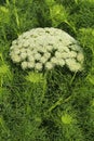 Ammi majus in blossom Royalty Free Stock Photo