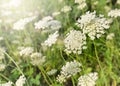 Ammi majus in flower field.