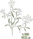 Ammi majus officinalis in green color vector illustration