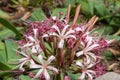 Flowerhead of an ammocharis coranica or sore eye flower