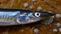 Ammodytes Fish at low tide. Norway