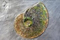 Ammonite fossil Royalty Free Stock Photo