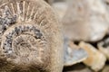 Ammonit fossil Royalty Free Stock Photo
