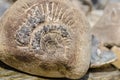 Ammonit fossil Royalty Free Stock Photo