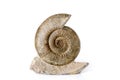 Ammonite