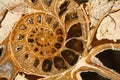 Ammonite Royalty Free Stock Photo