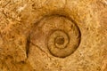 Ammonite Royalty Free Stock Photo
