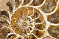 Ammonite Royalty Free Stock Photo