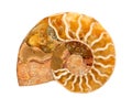 Ammonite Royalty Free Stock Photo