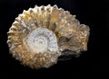 Ammonite