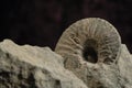 Ammonite Royalty Free Stock Photo
