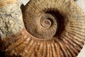 Ammonite Royalty Free Stock Photo
