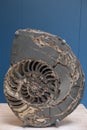 Ammonite Asteroceras stellare fossil from Jurassic period