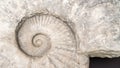 Ammonite background top view. Fossil spiral mollusk close-up. Abstract background with ancient prehistoric ammonite fossils.