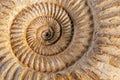 Ammonite closeup Royalty Free Stock Photo