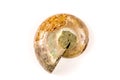 Ammonite, closeup of the fossil Royalty Free Stock Photo