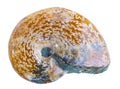 Ammonite Fossil