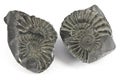 Ammonite Fossil Royalty Free Stock Photo