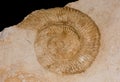 Ammonite fossil Royalty Free Stock Photo