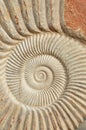 Ammonite fossil