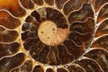 Ammonite Fossil Royalty Free Stock Photo