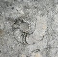 Ammonite fossil