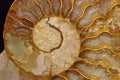 Ammonite fossil Royalty Free Stock Photo