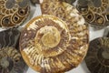 Ammonite Fossil ancient shells texture close up