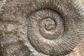 Ammonite fossil background Royalty Free Stock Photo