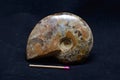 Ammonite fossil Royalty Free Stock Photo