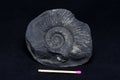 Ammonite fossil Royalty Free Stock Photo