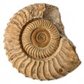 Ammonite fossil close-up isolated on white background