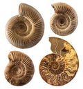 Ammonite fossil collection isolated on white.