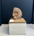 Ammonite Fossil Exhibit