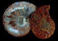 Ammonite Fossil Gemstones Isolated