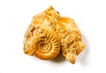 Ammonite fossil isolated on a white background Royalty Free Stock Photo