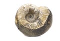 Ammonite fossil isolated on a white background. Fossil spiral snail. Ancient mollusc Royalty Free Stock Photo