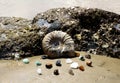 Ammonite fossil 1