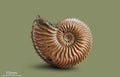 Ammonite - fossil mollusk.