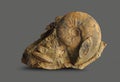 Ammonite - fossil mollusk.