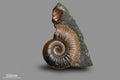 Ammonite - fossil mollusk. Royalty Free Stock Photo