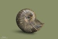 Ammonite - fossil mollusk.