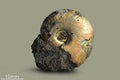 Ammonite - fossil mollusk. Royalty Free Stock Photo