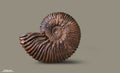 Ammonite - fossil mollusk. Royalty Free Stock Photo