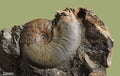 Ammonite - fossil mollusk. Royalty Free Stock Photo